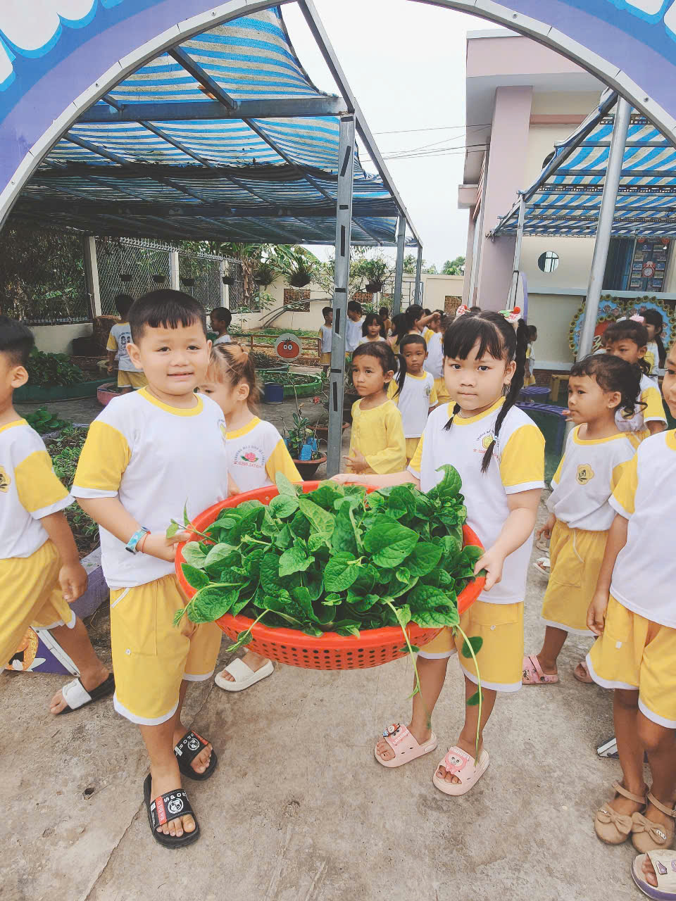 Trường Mầm non Mỹ Thuận vừa tổ chức hoạt động thu hoạch vườn rau trong niềm vui hân hoan của cô và trò. Sau một thời gian chăm sóc, tưới nước và bắt sâu cho từng luống rau xanh, hôm nay các bé đã được tự tay thu hoạch những thành quả do chính mình góp côn