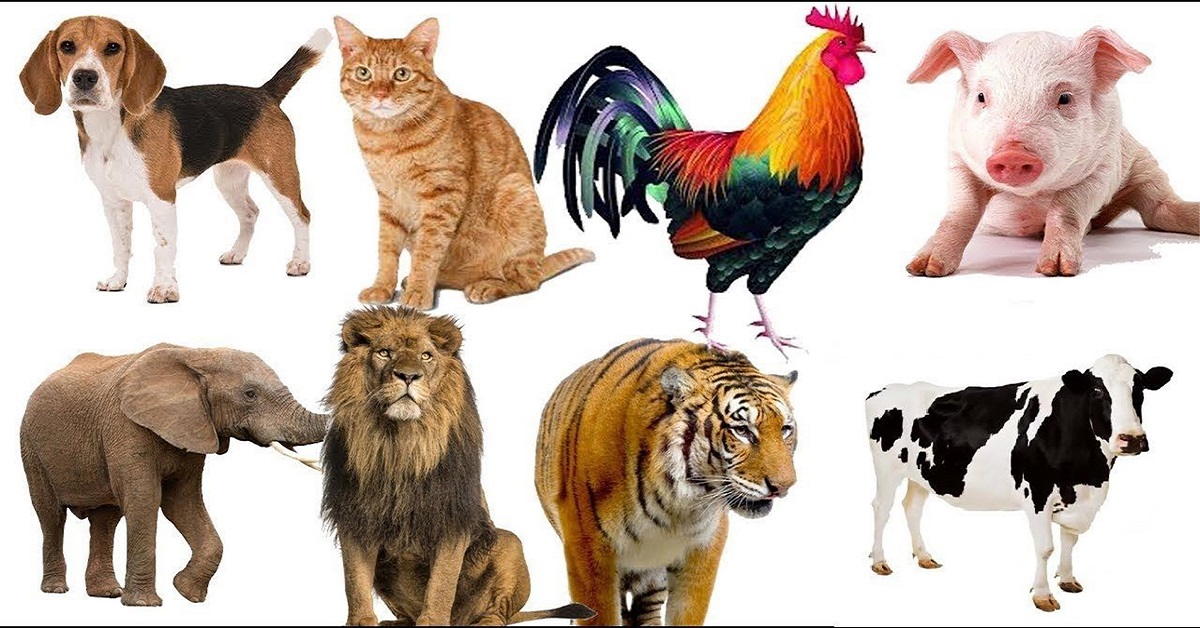 CHỦ ĐỀ : ĐỘNG VẬT XUNG QUANH BÉ (THỰC HIỆN TỪ NGÀY 23/12/2024 ĐẾN NGÀY 17/01/2025)